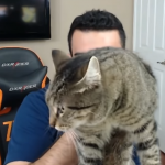 Streamer stellt seine Katze vor -› Hits (0)