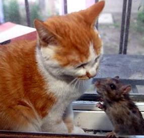 Katz Und Maus